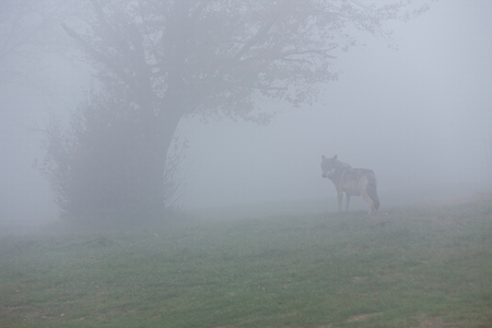 European wolf going away in a foggy forest