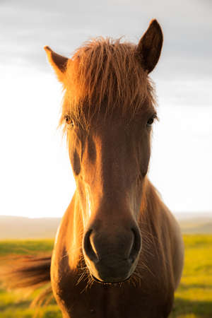 Portrait of a brown horse in green field standing against the sky at sunsetの写真素材