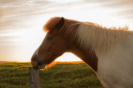 Portrait of a brown horse in green field standing against the sky at sunsetの写真素材