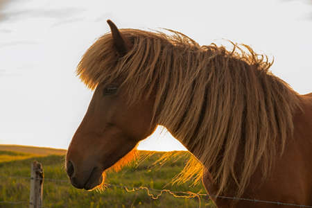 Portrait of a brown horse in green field standing against the sky at sunset