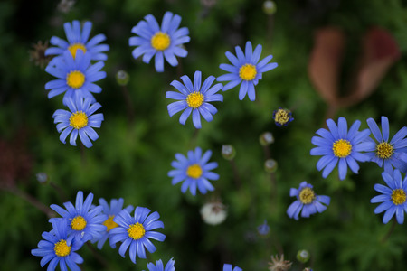 blue flowersの写真素材