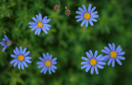 Blue flower backgroundの写真素材