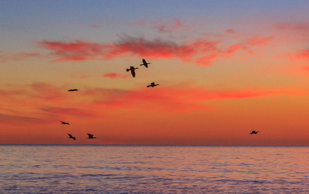 flying at sunriseの写真素材