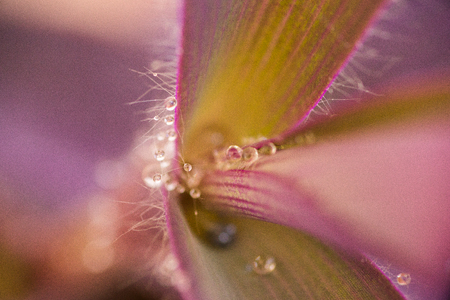 drops in the leavesの写真素材