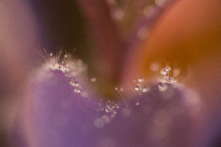 drops in the leavesの写真素材