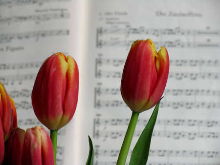 Music and Flowersの写真素材