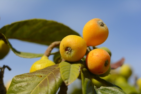 loquats in branchの写真素材