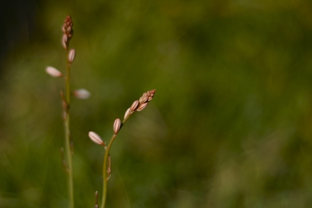 plants in green field