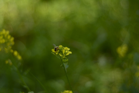 bee on yellow flowerの写真素材