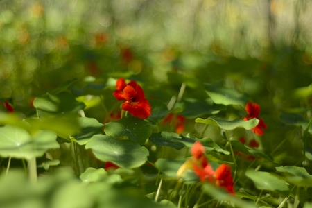 red flowers and green leaves in the fieldの写真素材