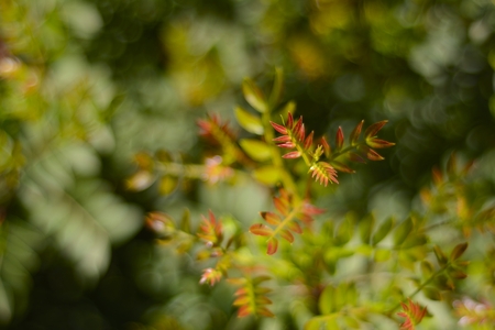 red and green spring leavesの写真素材