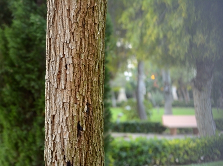 Tree in the parkの写真素材