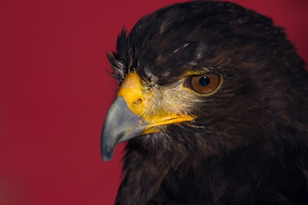 closeup of the head of an  regal eagle の写真素材