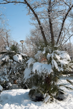 photograph of a city park under the snowの写真素材