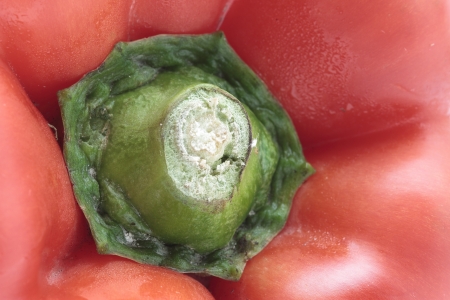 close-up of a red pepperの写真素材