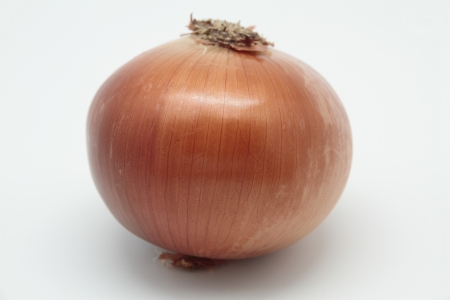 photograph of a onion " allium cepa" on white backgroundの写真素材