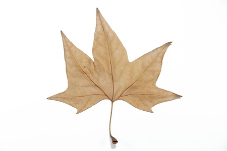picture of a dry leaf on white backgroundの写真素材
