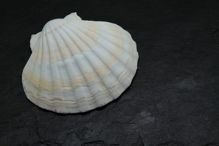 closeup of a scallop shell on black backgroundの写真素材