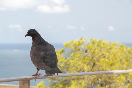 black pigeon perched on a railing with the sea in the backgroundの写真素材