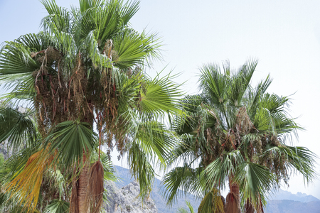closeup of two palm trees with mountains and sky in the backgroundの写真素材