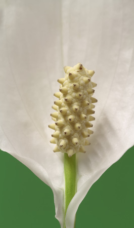 macro photography of peace lily flower with the seeds on foregroundの写真素材
