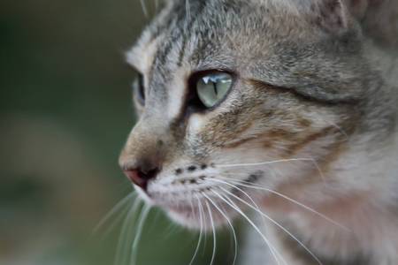 horizontal view in foreground of head of a dun cat
