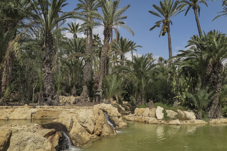 landscape with palm trees, lake and three small waterfalls inside El palmeral park on a sunny day in...