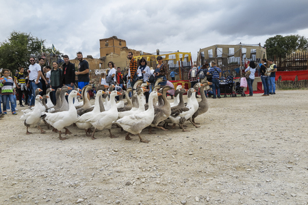 ALCALA DE HENARES, SPAIN - OCTOBER 12, 2018: outdoor scene with a group of geese walking together among the people by  the streets of alcala de henaresのeditorial素材