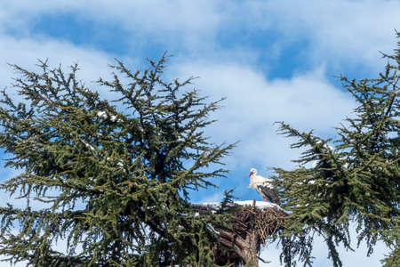 foreground of a white stork on snow covered nest built on top of a cedar on a sunny day after a...