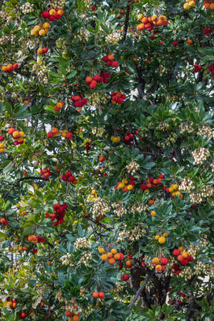 closeup in vertical view of the fruits of the strawberry tree. The fruits of the strawberry tree are used in the preparation of jams, fruit sorbets such as mango and some alcoholic beverages.の写真素材