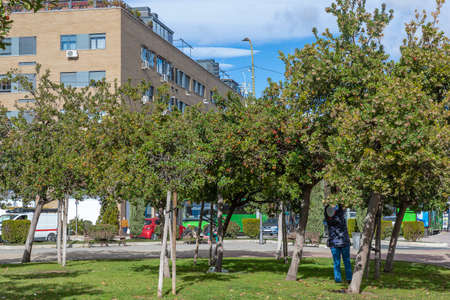 unrecognizable person collecting the fruits of the strawberry tree in the park to make different...