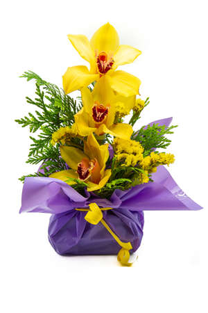 vertical view on white background of a pot of yellow orchids wrapped and decorated for a gift. orchids are one of the most used flowers as giftsの写真素材