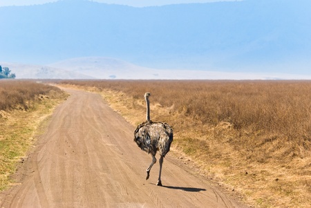 alone ostrich running on the road in the african savannahの写真素材