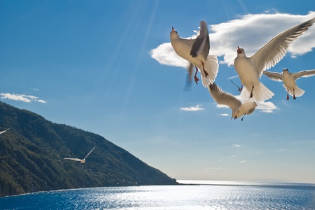 seagulls on flight in a sunny dayの写真素材