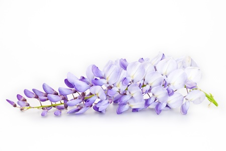 studio shot of a wisteria isolated on white backgroundの写真素材