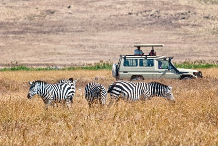Tourists watch zebra from a 4x4 car during a Safariの写真素材