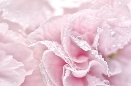 Close up of pink petals with water dropletsの写真素材