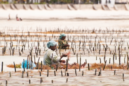 Jambiani, Tanzania, August 27, 2010: woman cultivate algas in the sea in front of Jambiani (Zanzibar-Tanzania). Cultivation of algas are the main work for women in jambiani.のeditorial素材