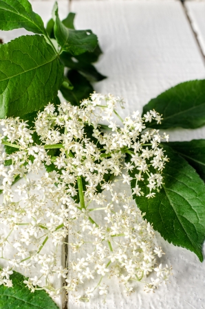 elderberry flower on wood topの写真素材