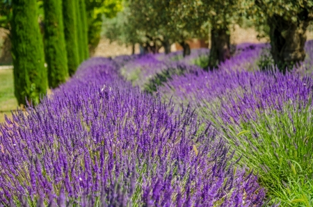 Blooming lavender in a row, Provence, Franceの写真素材
