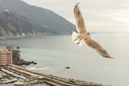 Seagul flying over Camogli, Italyの写真素材