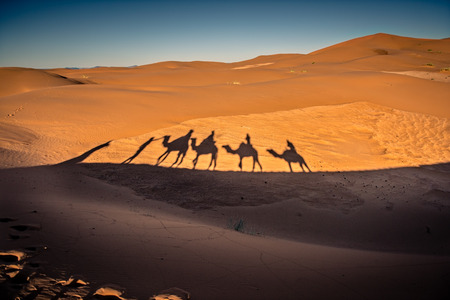 Long shadows of camel caravan walking in the desert of Sahara, south Moroccoの写真素材