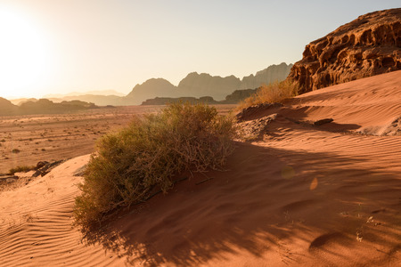 Some grass grow uo in the sand dunes of Wadi Rum, Jordanの写真素材