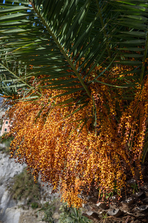 Orange dates on a palm tree. Close upの写真素材