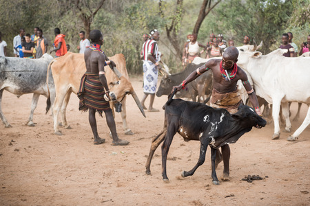 TURMI, ETHIOPIA - AUGUST 17,2015: unidentified men from Hamer tribe prepare the row of bulls for the bull jumping ceremony. Bull jumping is an initiation ceremony for Hamer boysのeditorial素材