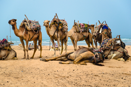 Group of camels rest on the beach of Essaouiraの写真素材