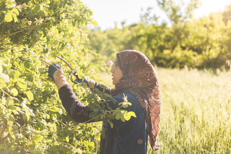KALAAT M'GOUNA, MOROCCO - MAY 12,2017: unidentified young woman harvesting damask roses. Roses are...