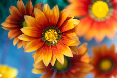 Yellow flowers n a blue background with shallow dpth of fieldの写真素材