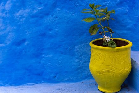 yellow vase against a blue wallの写真素材