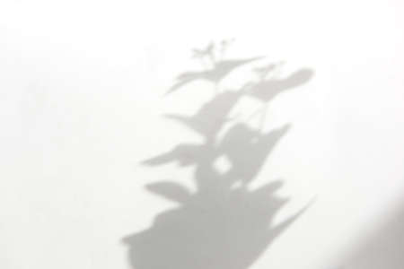 Texture of a real shadow of branch and leaves